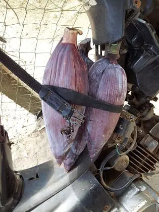 Vietnam - banana flowers strapped to motorbike (small)