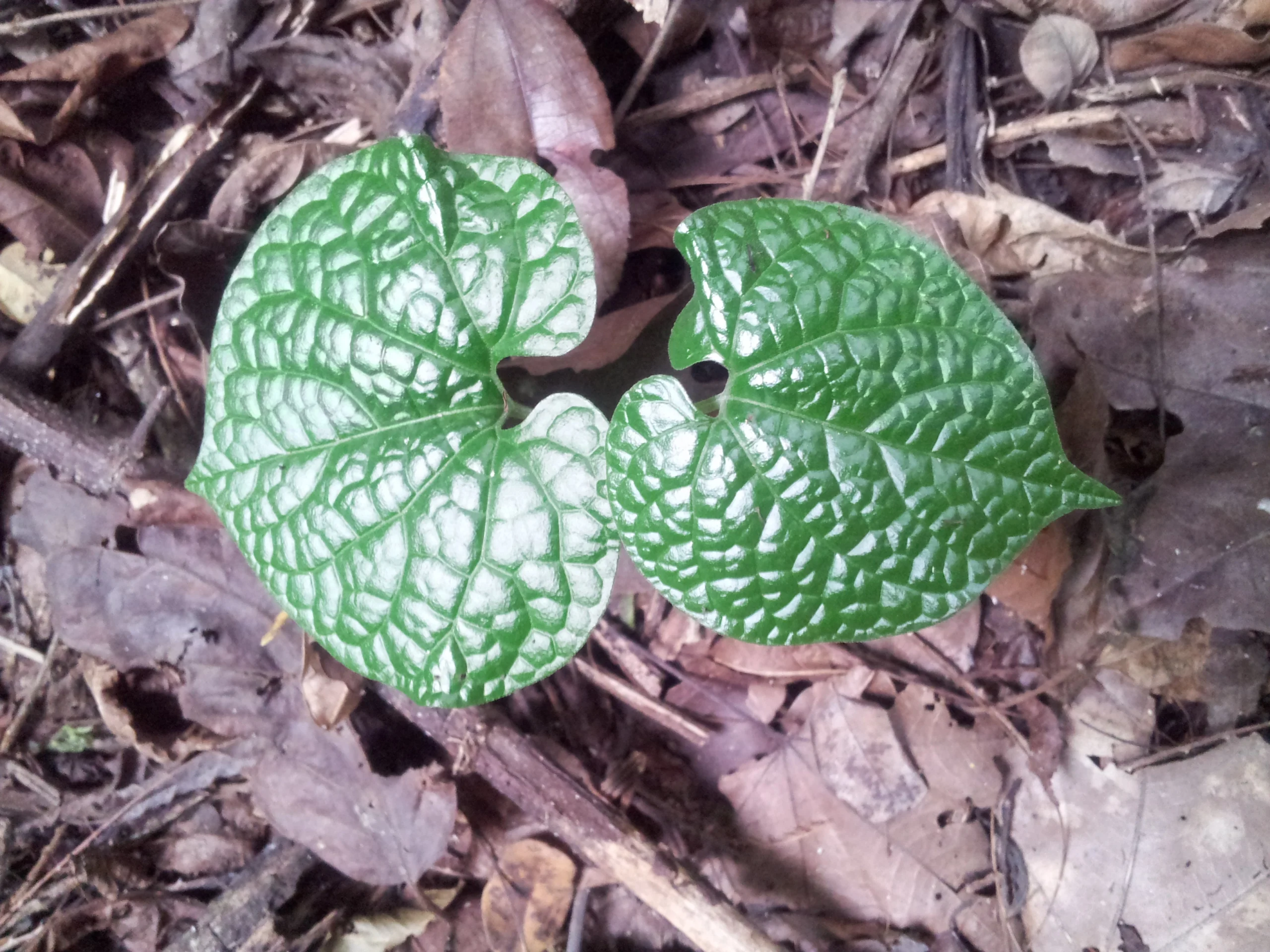 Pararistolochia-goldieana-seedling-beautiful-2